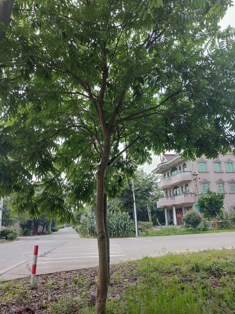 【无患子树】3-25公分优质乔灌木绿化/公园欢迎实地