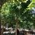 【无患子树】3-25公分优质乔灌木绿化/公园欢迎实地