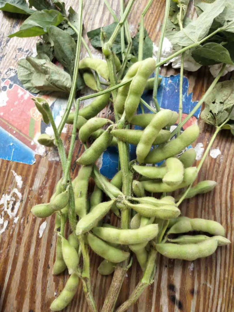 6-12月现货供应毛豆万亩基地一手货源！欢迎电话咨询