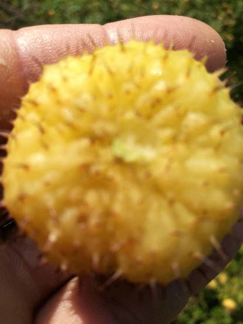 刺梨