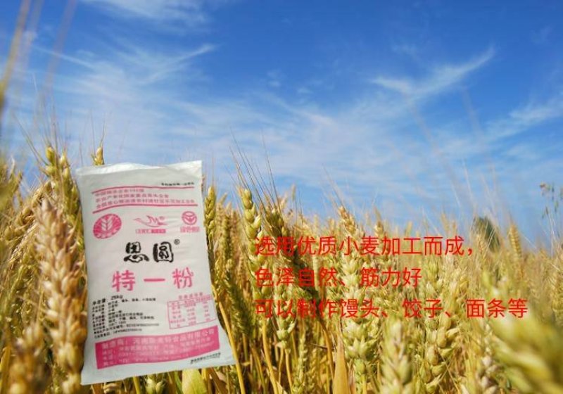 小麦特一粉