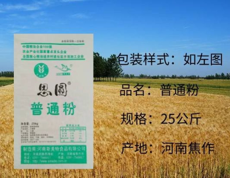 小麦普通粉
