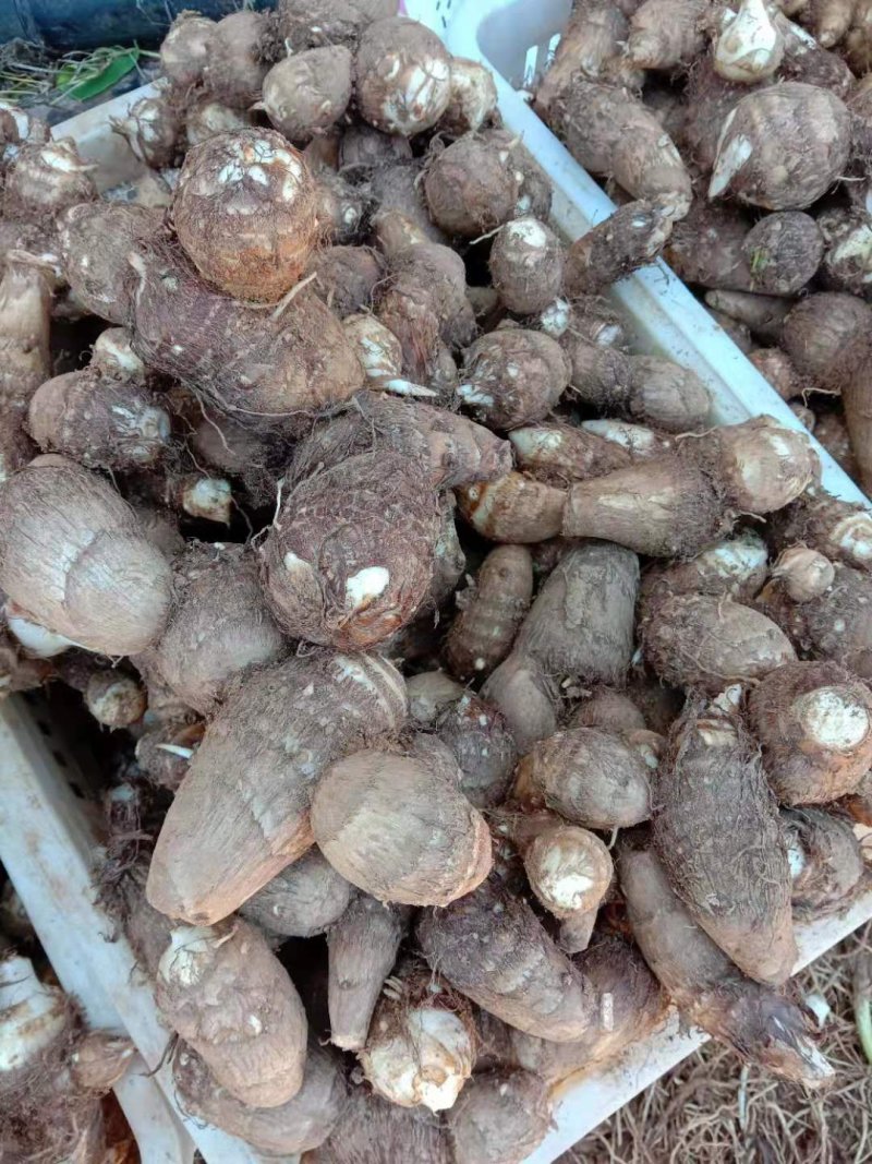 黄沙土质8520大统货，连枝多，未挑球，需要的可以联系。