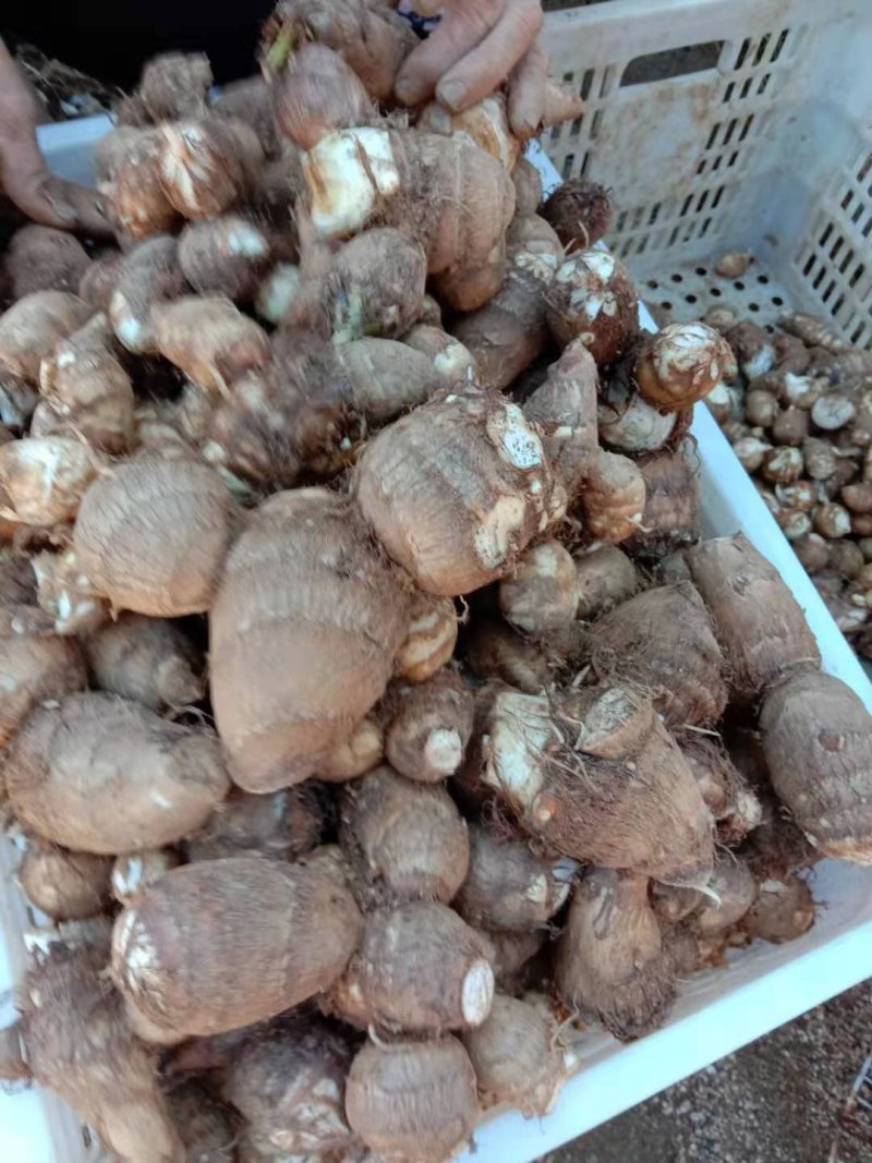 黄沙土质8520大统货，连枝多，未挑球，需要的可以联系。
