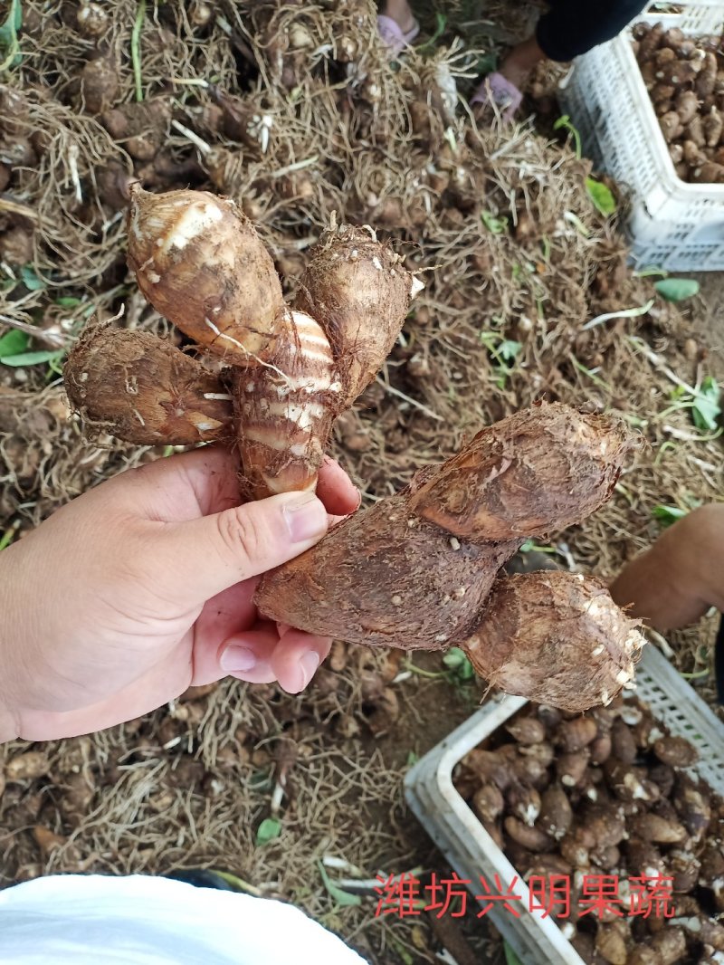 黄沙土质8520大统货，连枝多，未挑球，需要的可以联系。