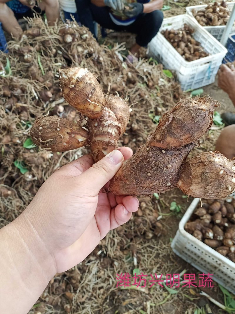 黄沙土质8520大统货，连枝多，未挑球，需要的可以联系。