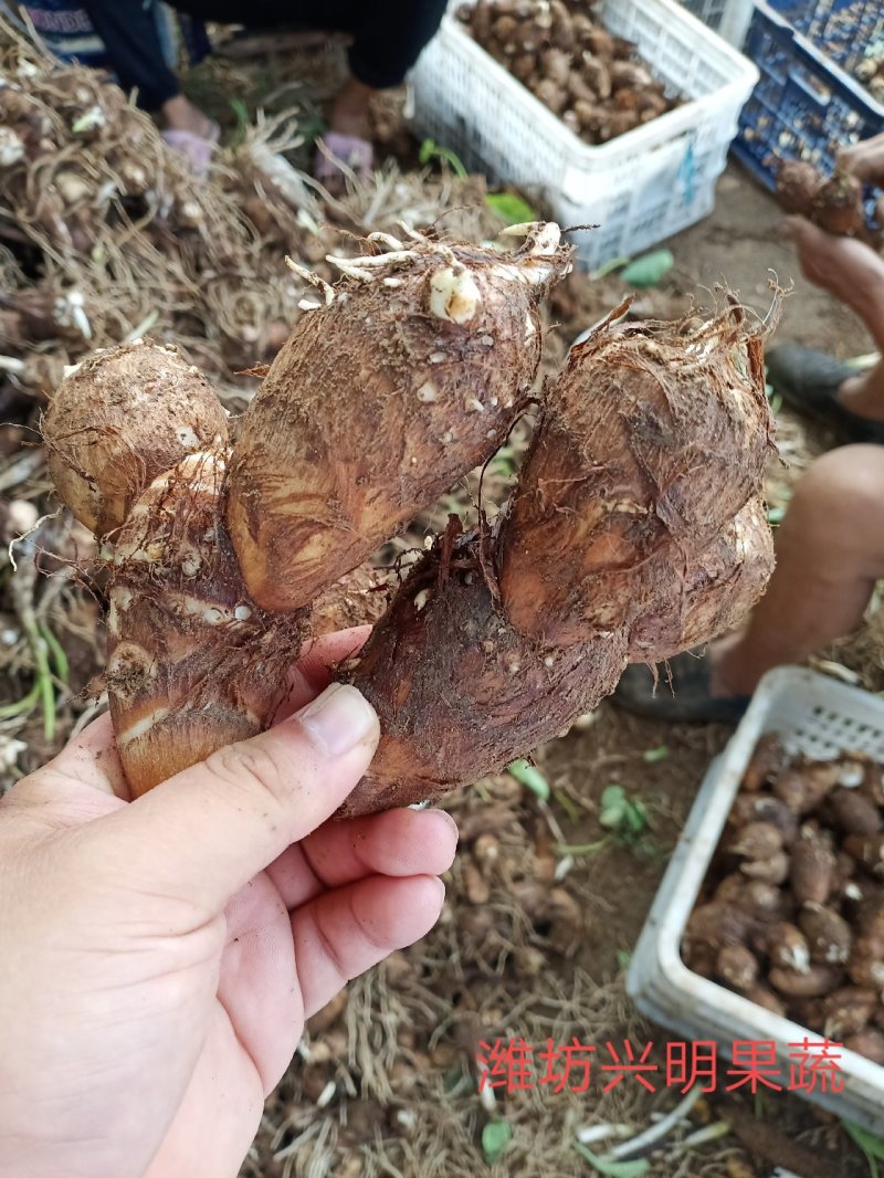 黄沙土质8520大统货，连枝多，未挑球，需要的可以联系。