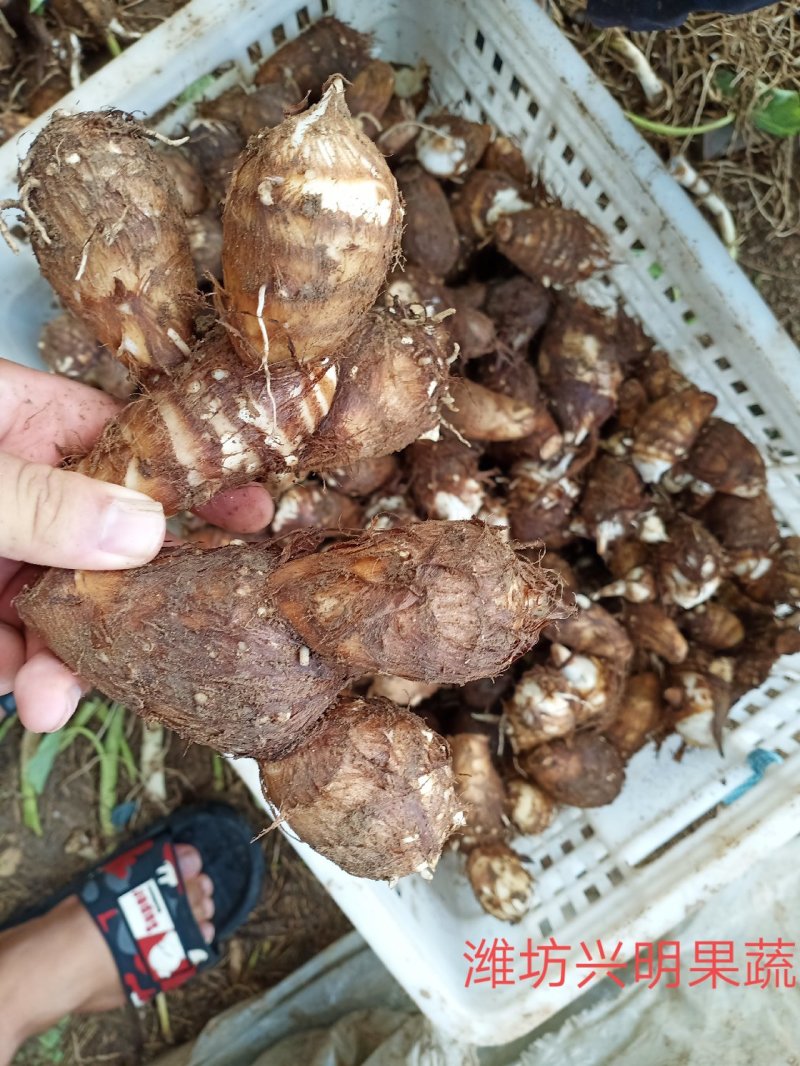 黄沙土质8520大统货，连枝多，未挑球，需要的可以联系。
