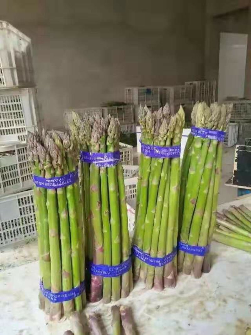 芦笋苗芦笋根绿白芦笋苗育苗基地直销死苗补发视频选一件代发