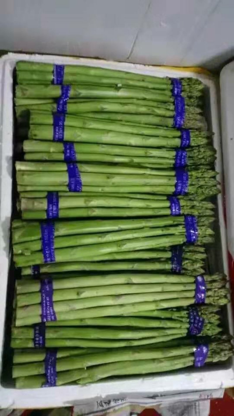 芦笋苗芦笋根绿白芦笋苗育苗基地直销死苗补发视频选一件代发