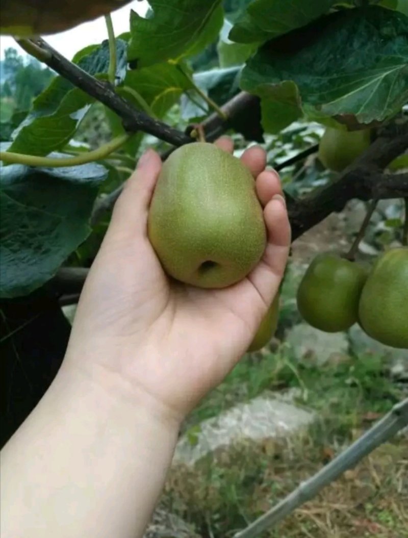 【红心猕猴桃苗】两年嫁接苗，一年种上当年结果，保证纯度。