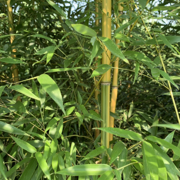 金镶玉竹，河南信阳潢川基地供应
