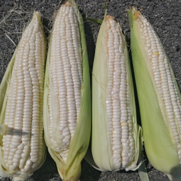 大伟金科糯2000以大量上市
