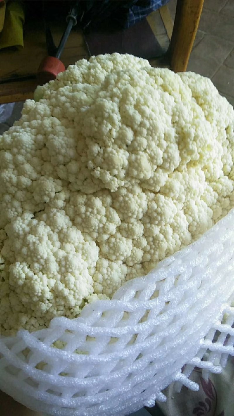 甘肃定西有机花高原松花菜青根白面花菜基地直供新鲜直采