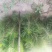 油松小苗