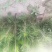 油松小苗