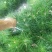 油松小苗