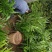 阳荷