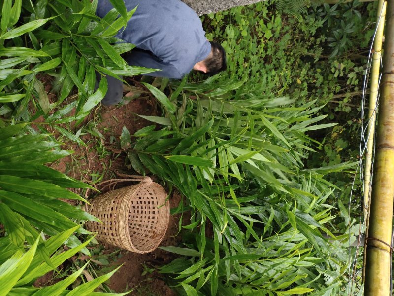 阳荷