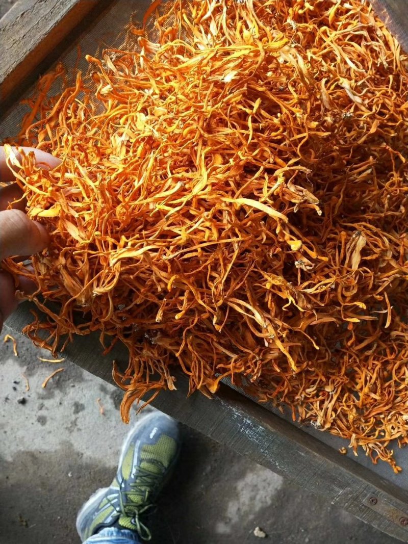干品虫草花，