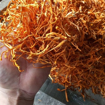 干品虫草花，