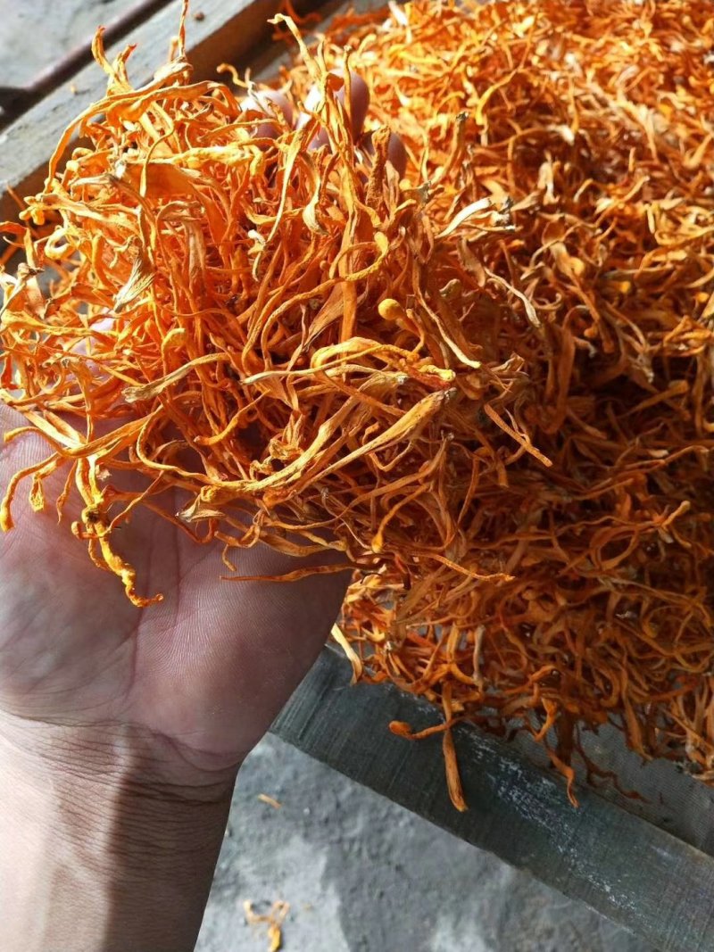 干品虫草花，
