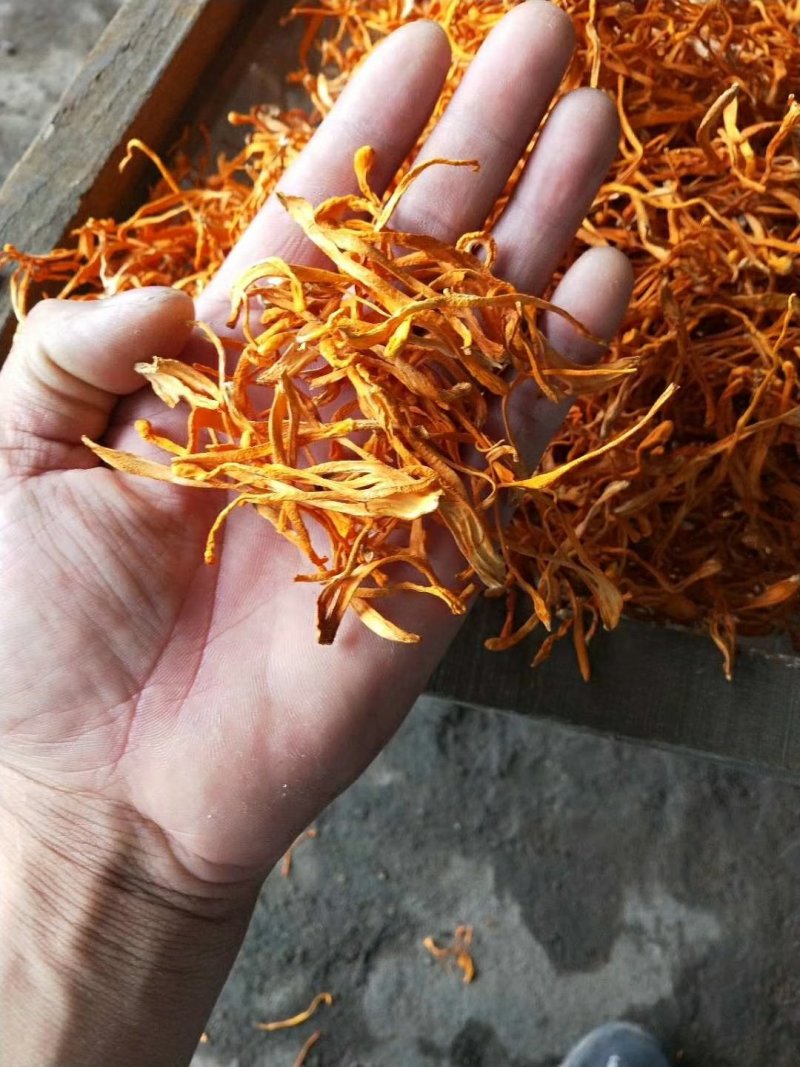 干品虫草花，