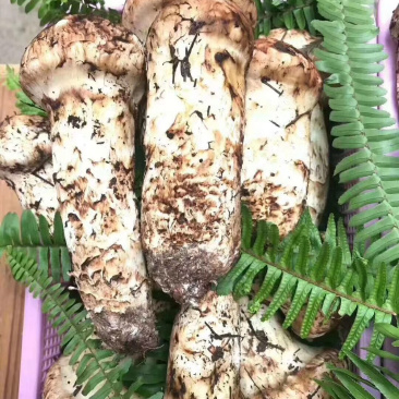 松茸