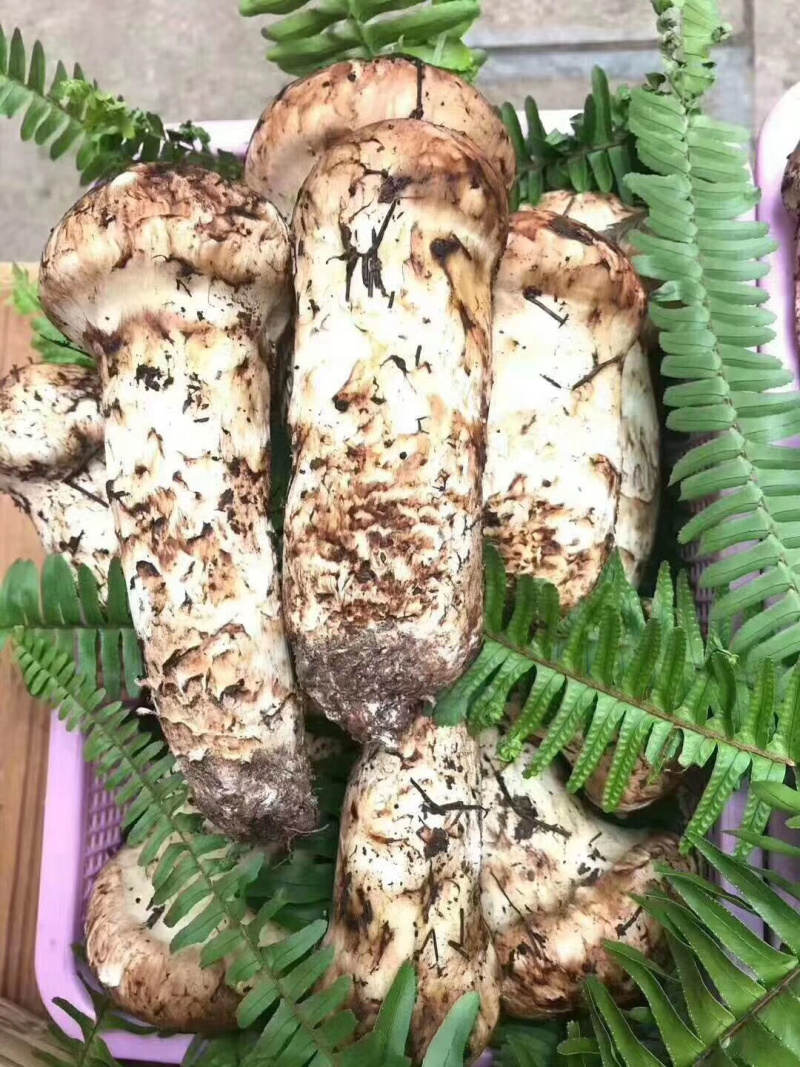 松茸