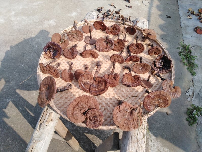 【热卖】灵芝纯野生灵芝8～19公分紫灵芝野外生长滋补包邮