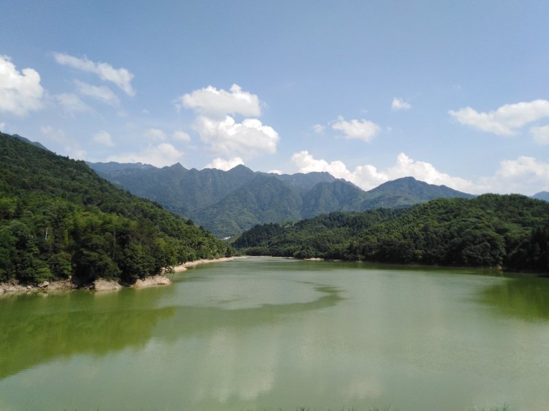 【热卖】灵芝纯野生灵芝统货紫灵芝山中采摘灵芝包邮