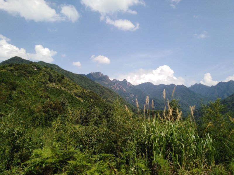 【热卖】灵芝纯野生灵芝统货紫灵芝山中采摘灵芝包邮