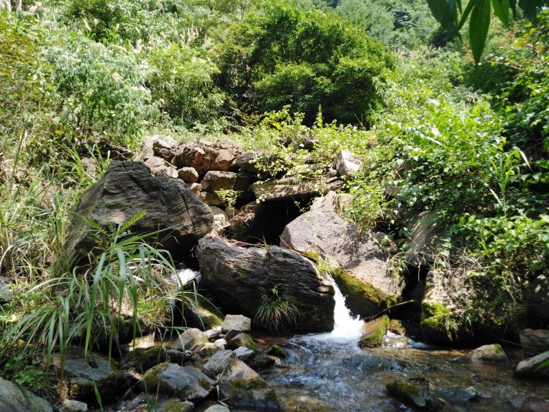 【热卖】灵芝纯野生灵芝统货紫灵芝山中采摘灵芝包邮
