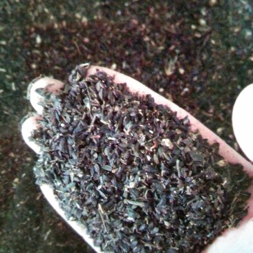 苦荬菜牧草种子，四季牧草鸡鸭鹅饲用牧草种子