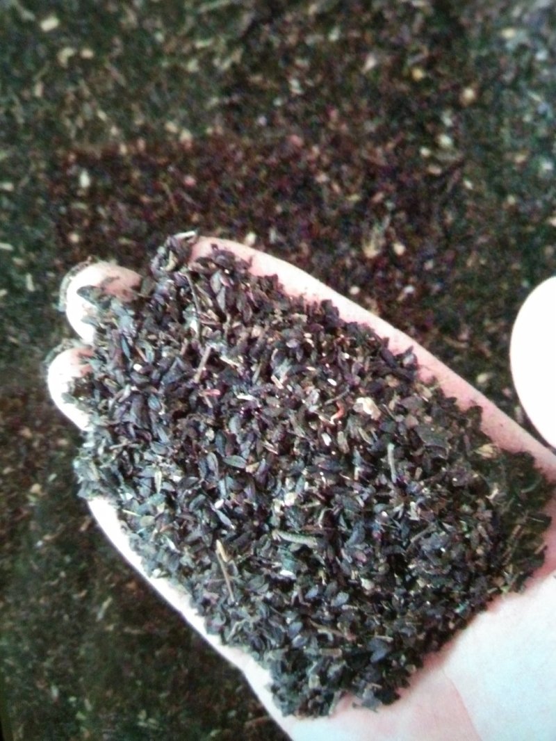 苦荬菜牧草种子，四季牧草鸡鸭鹅饲用牧草种子