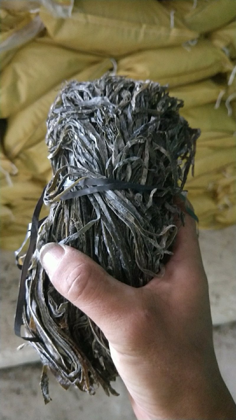 福建霞浦无沙纯青海带长丝大促销