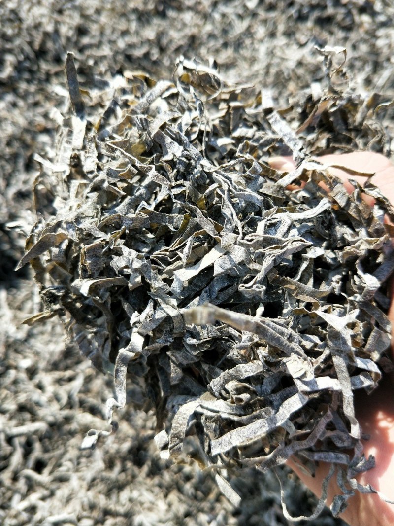 福建霞浦精品海带丝