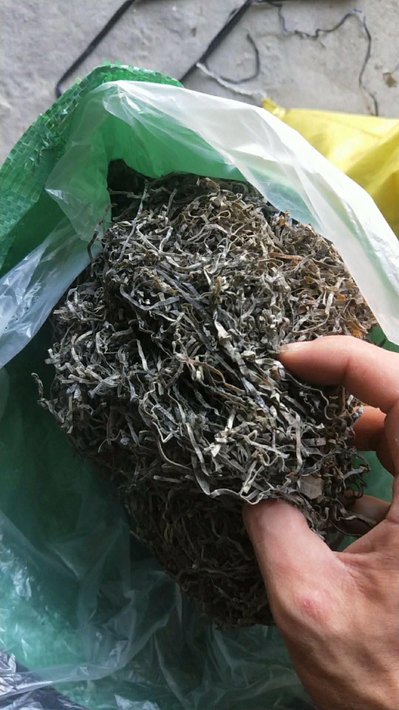 福建霞浦精品海带丝