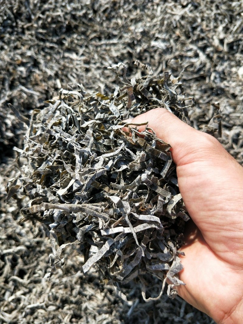 福建霞浦精品海带丝