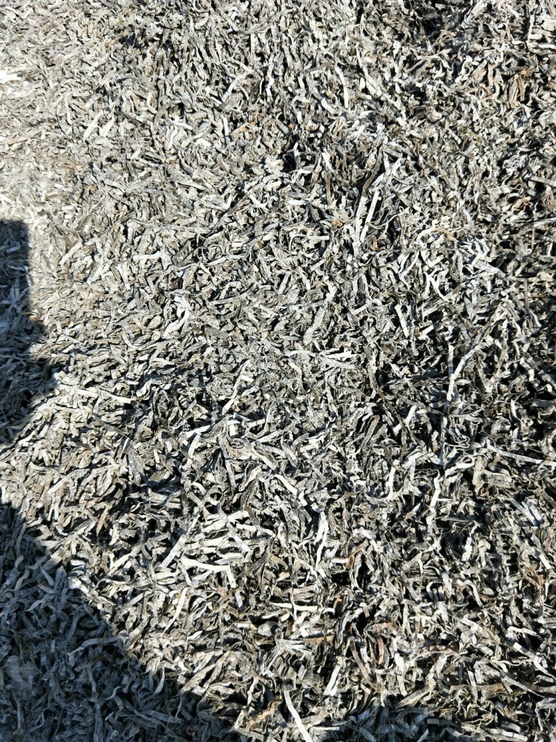 福建霞浦精品海带丝