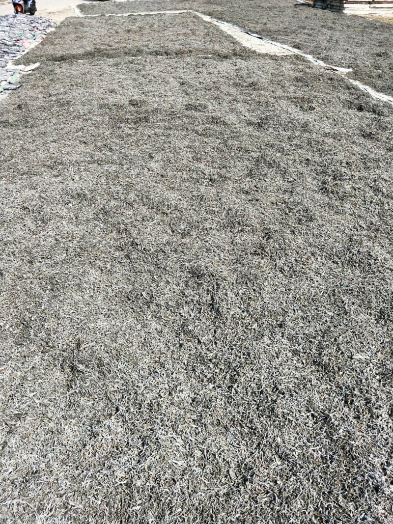 福建霞浦精品海带丝