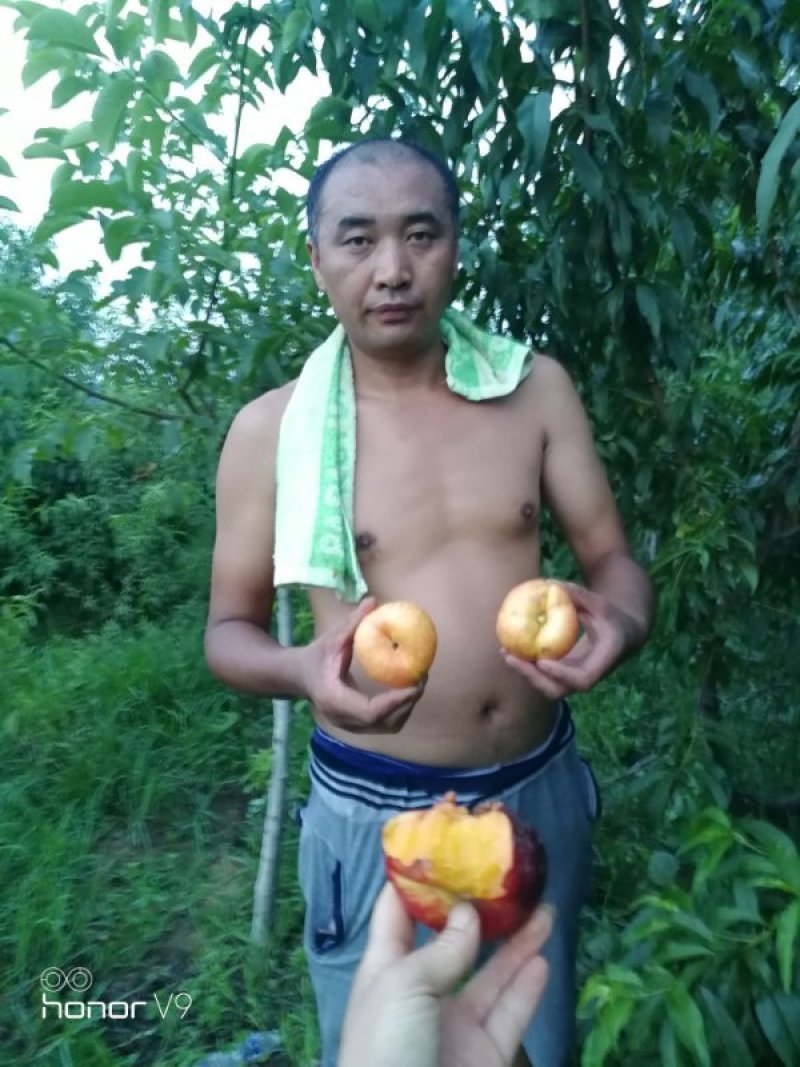 黄油蟠桃7号结穗，36-5，6-6油蟠9号结芽，当天发货
