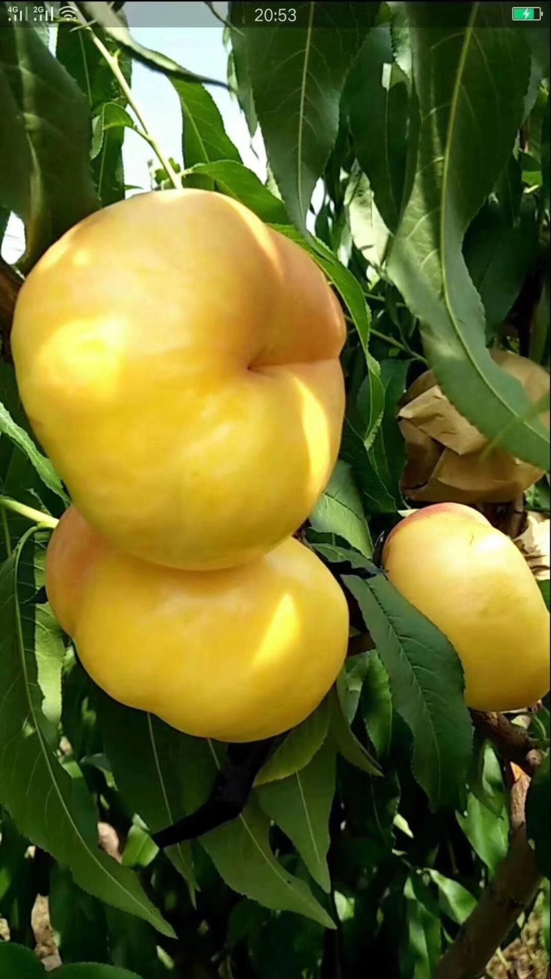 黄油蟠桃7号结穗，36-5，6-6油蟠9号结芽，当天发货