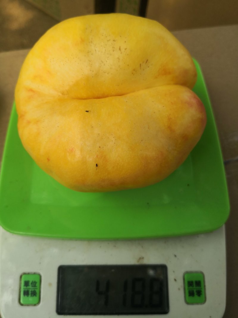 黄油蟠桃7号结穗，36-5，6-6油蟠9号结芽，当天发货