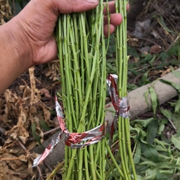 黄油蟠桃7号结穗，36-5，6-6油蟠9号结芽，当天发货