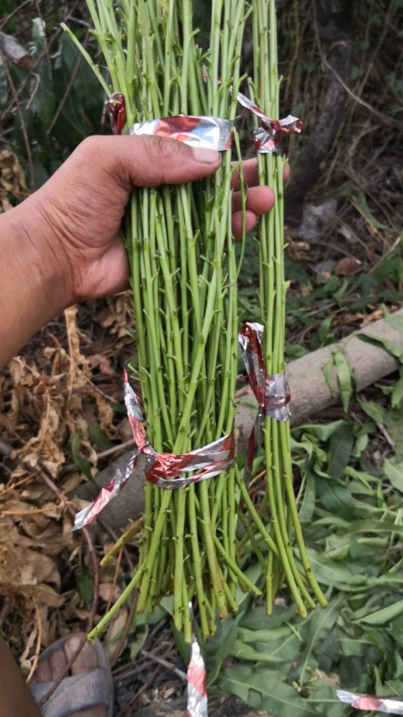 黄油蟠桃7号结穗，36-5，6-6油蟠9号结芽，当天发货