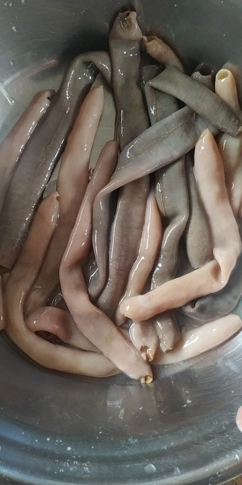 海肠皮