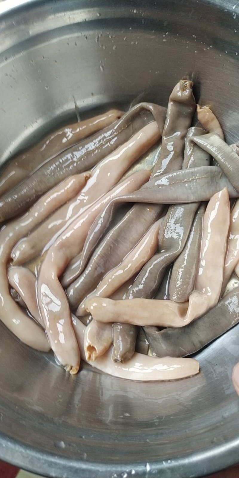 海肠皮