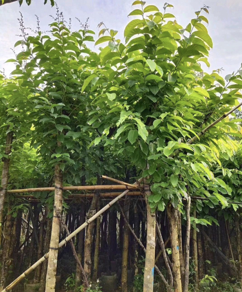 大叶紫薇绿化树苗木各种规格5-15分