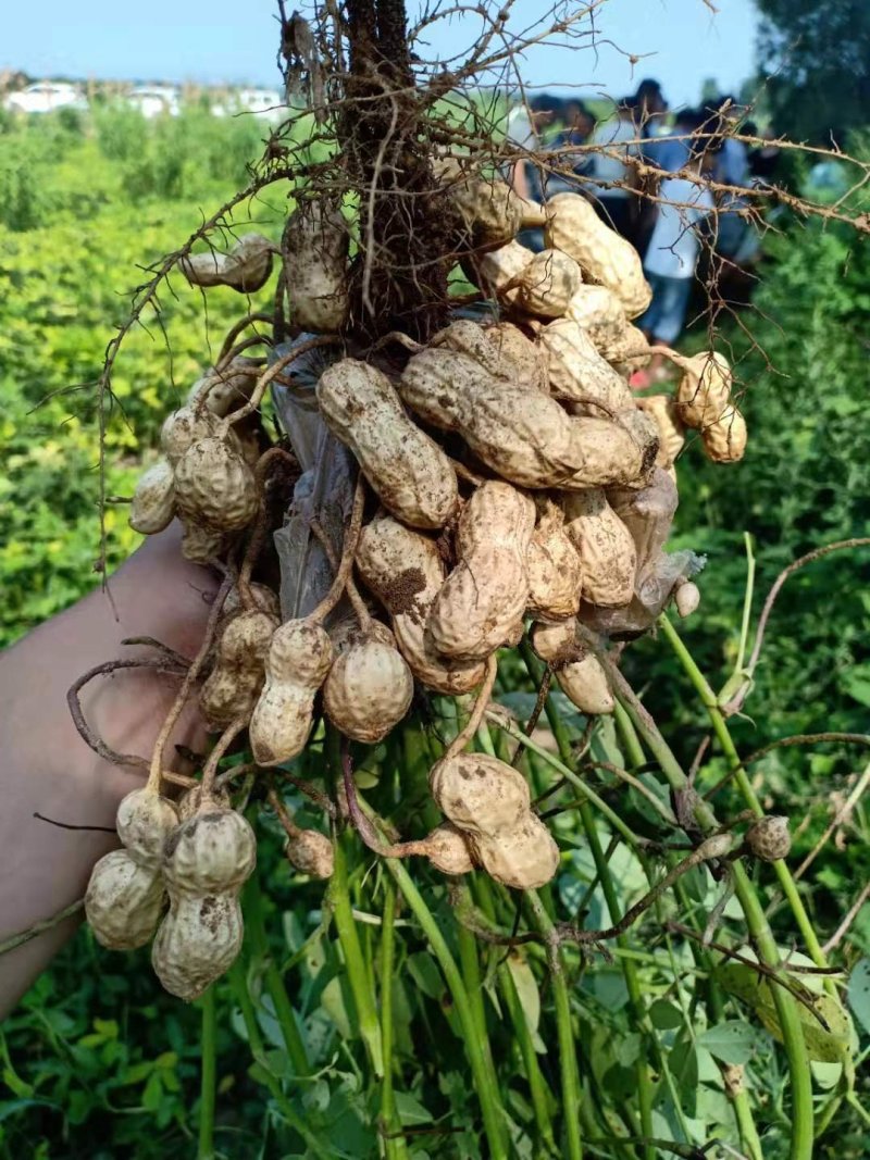 沙地鲜花生，过筛子，精品，产地大量，颗粒饱满，量大